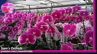 Phalaenopsis in an orchid nursery Nov., 2019