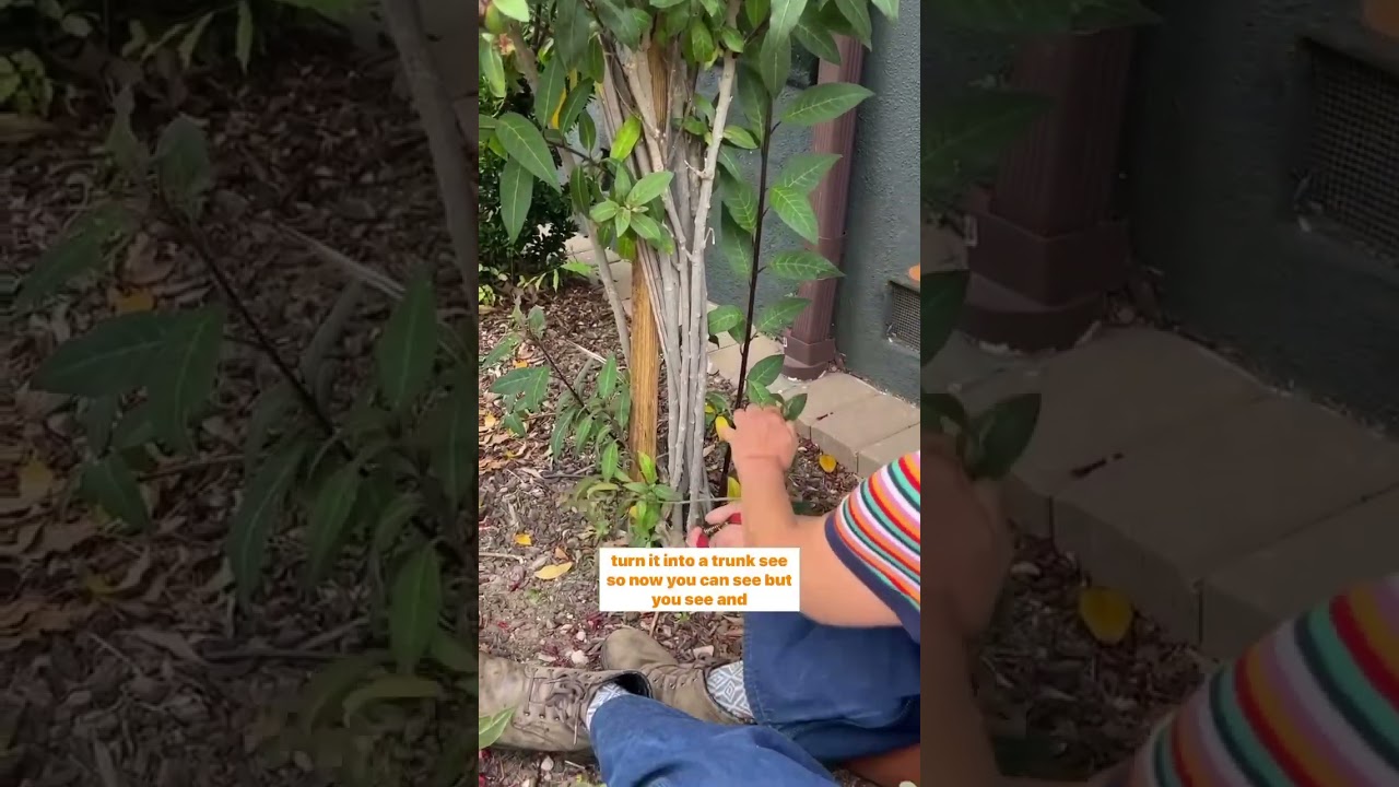 How to turn a BUSH into a TREE