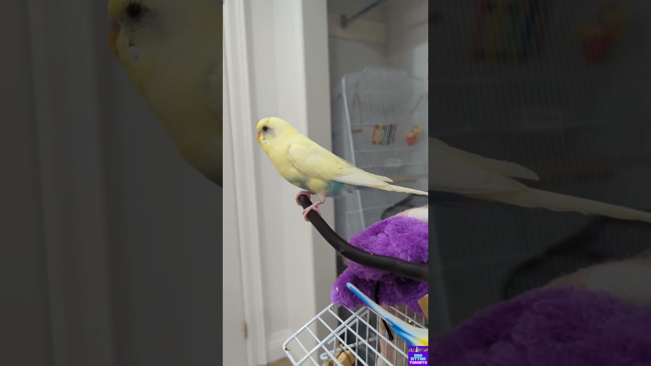 Gilbert's boarding recap with Bird Sitting Toronto