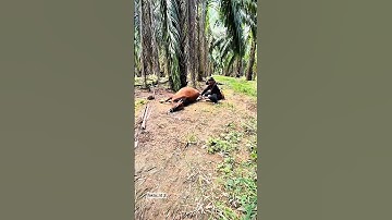 Tiga ekor sapi tergeletak pindah alam tanpa diketahui penyebabnya #peternak #sapiliar #peternakmuda