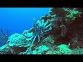 Belize LionFish