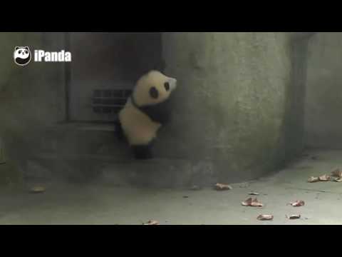 熊貓頻道-摔倒在地上