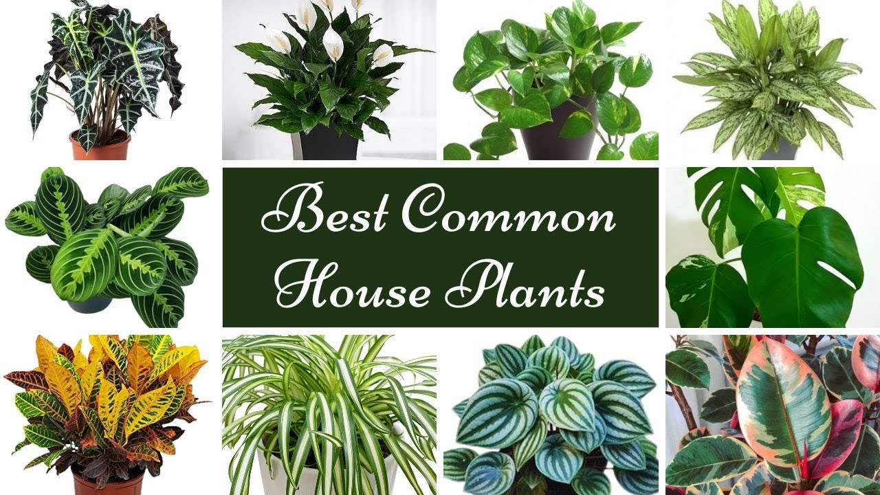 Best Common Indoor Plants For Any Home or Apartment Top Favorite