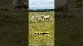 4.5m countryside hike #shorts #hiking #countyside #relive