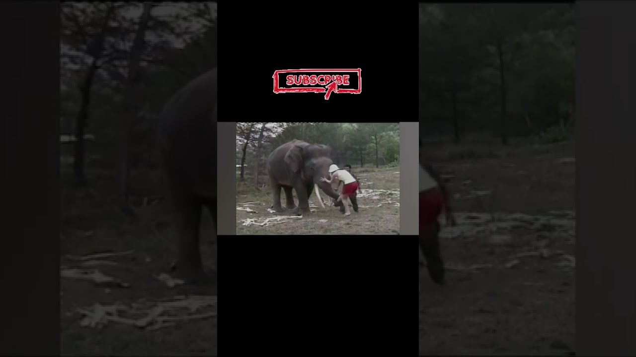 Animal Attack on human | camel attack #4