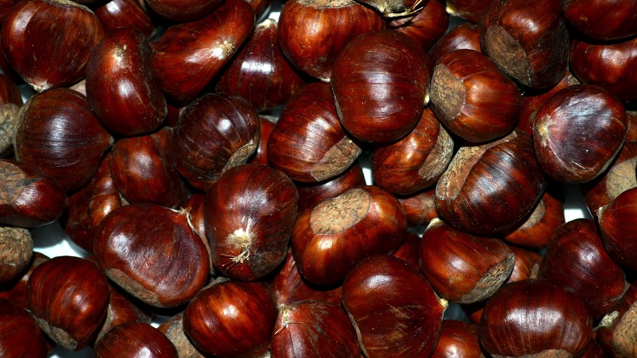 SANSAM - Cyber Fantasy 30분