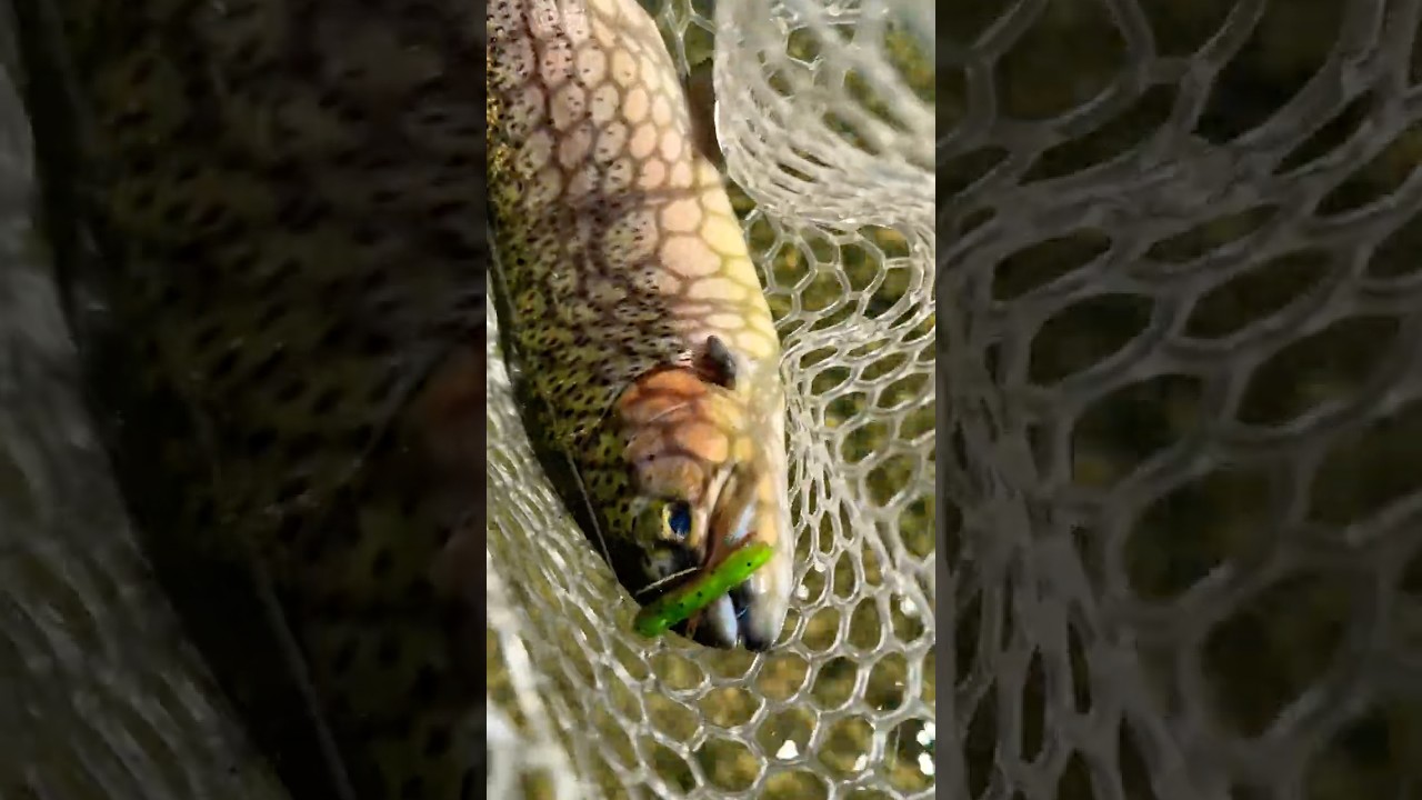 Hooked dinner with a mini jig!