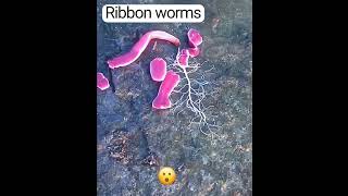 Download Lagu ribbon worm #shorts #ribbonworm MP3