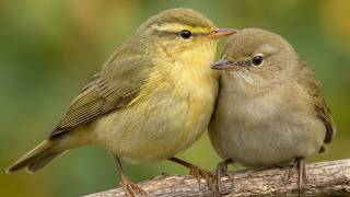 Peaceful Forest Birds Singing 🌿 Garden Warbler & Willow Warbler Birdsong  2 Hours screenshot 4