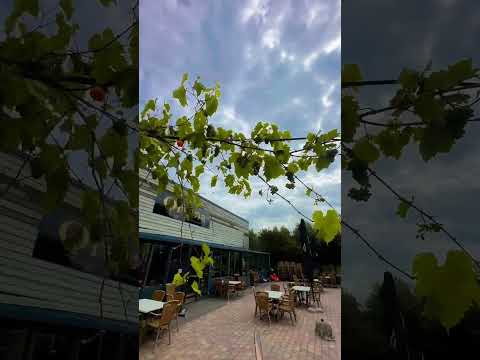 مطعم سوري شفته بهولندا هولندا مطعم سوريين