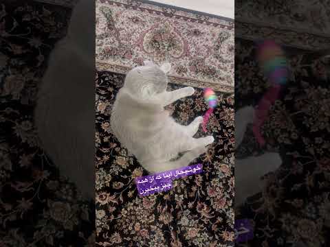 واقعا خوشبحال این حیونای دوس داشتنی که از همه جا بیخبرن اكسبلور لایک سبسکرايب گربه Cat Explore 