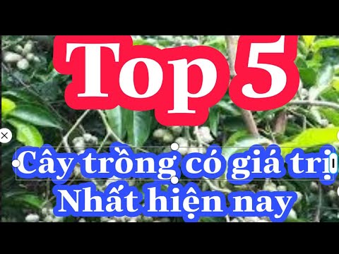 Video Top 5 loại cây trồng có giá trị kinh tế cao nhất hiện... - youtube