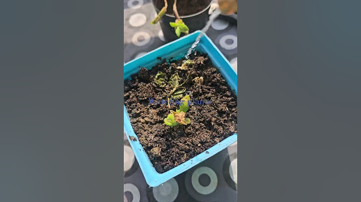 watering plants 💕 @Growwithme-j2n #trending #garden  #gardenplants#nature#roomtogrow