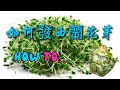Three Simple Steps For You To Easily Sprout Tender And Fresh Broccoli Sprouts Three Simple Steps For You To Easily Sprout Tender And Fresh Broccoli Sprouts