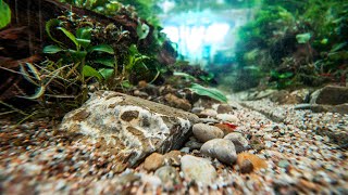 Żwiry i piaski do aquascapingu