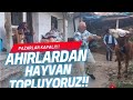 Büyükbaş Hayvan Pazarlığı-Hayvan Nakliyesi-Pazarlar Kapalı,Ahırlardan Hayvan Topluyoruz 2025