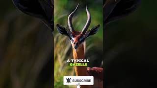 Gerenuk - Dry Land Adaptive animal (Full Video Posted)