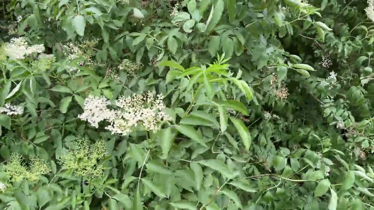 Common elder - branches, leaves & flowers - June 2024