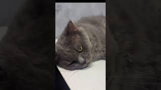 Smokeys Pov Human, You Just Interrupted My 6Th Nap Today.