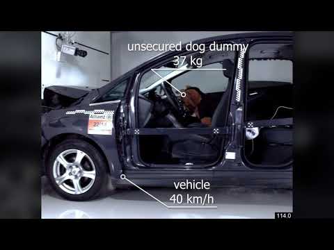 Video: Vigtige uheldshøjdepunkter Sikkerhedsproblemerne med at køre i bil med din hund