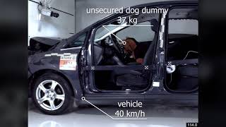 Crash tests: how to keep your dog safe in a car