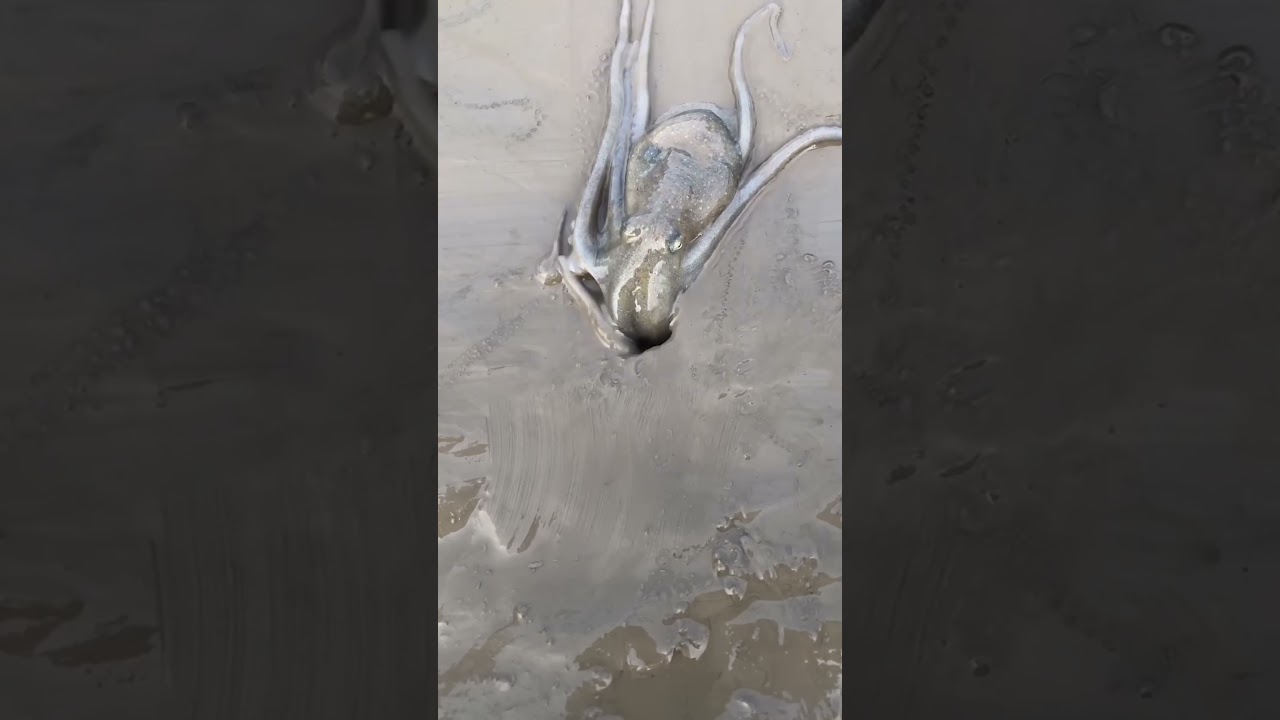 Octopus Hidden Talent 🐙 