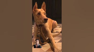 Humans vs Dogs 🐶😂 | Kuldeep Singhaniaa #shorts😂#comedy #shorts #trendingshorts