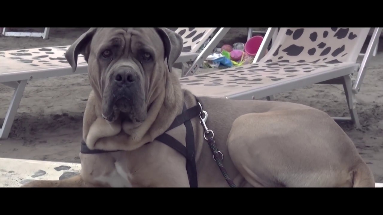 Bagni Capo Mele Spiaggia attrezzata per Cani - YouTube Bagni Capo Mele Spiaggia attrezzata per Cani - YouTube