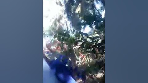 Cựa trèo cây 2020 | dụng cụ trèo cây 2020 | toản máy bãi 0947207718 #tmb