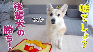 The younger dog wins nose work! [Corgi] - YouTube