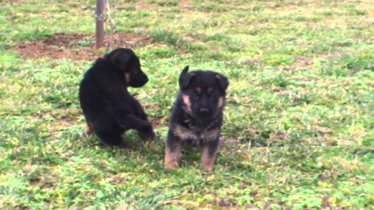Chiots Berger Allemand Du Mas De Jouvance 4 Semaines Youtube Chiots Berger Allemand Du Mas De Jouvance 4 Semaines Youtube