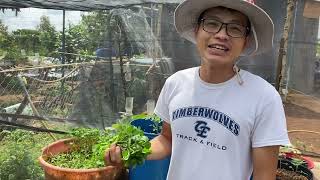 how to grow watercress at home in a container