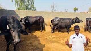 BALWANT SINGH 99920 52048