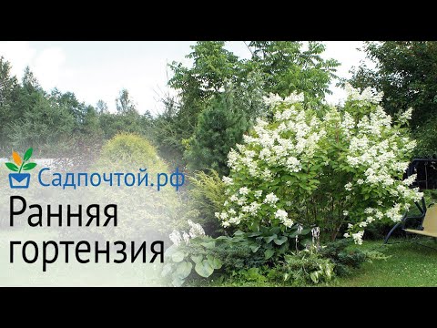 Гортензия метельчатая "Мустила" ("Mustila") - YouTube