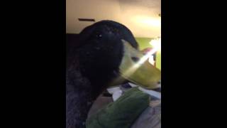 Duck excited to see mommy
