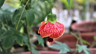 Chinese Lantern Hibiscus || Beautiful Flowering Plant   #shorts #shortsvideo #youtubeshorts