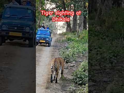 Tiger sighting during Jungle Safari at Dhikala zone Jim Corbett 🤩 #shorts #ytshorts #jimcorbett