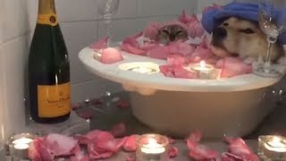 Doggo And A Cat Casually Chilling In A Flower Bubble Bath