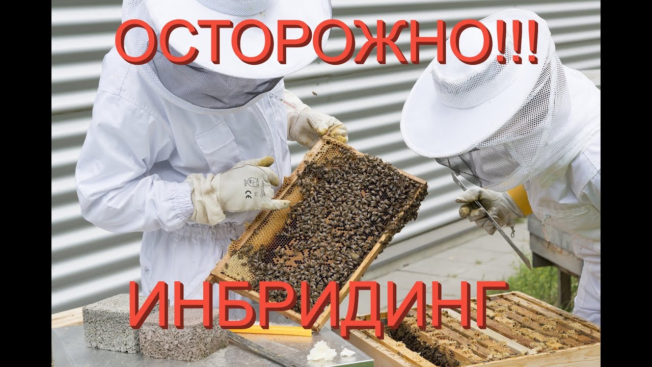Грант на пасеку
