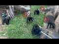 Gorilla Fight | Silverback Haoko attacks son and made mom and siblings angry 🦍💢