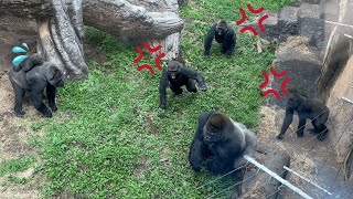 Gorilla Fight | Silverback Haoko attacks son and made mom and siblings angry 🦍💢