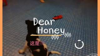 《狗狗记》#1 (170521)
