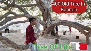400 years Old Mysterious Tree in Bahrain #treeoflife