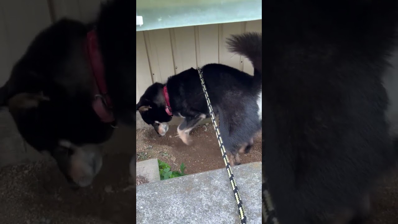 和犬のある風景 なぜか何回も見てしまう