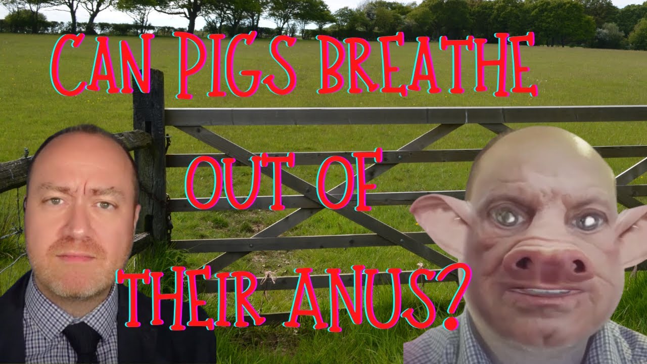 Can PIGS breathe out of their ANUS? If so, can we? YouTube