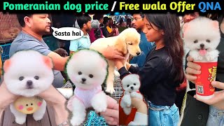 Pomeranian dog price l Free wala offer QNA | cute funny dog video | dog Market full address #viral