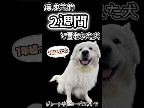 【ご報告✨グレートピレニーズ】3歳で癌手術&余命宣告⁉︎元気に術後1年を迎えれたよ🎶 #shorts