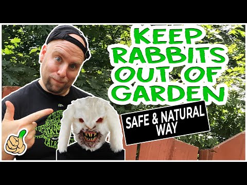 Wideo: Jak trzymać króliki z dala od ogrodu