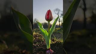 Tulip Rising – From Soil to Bloom