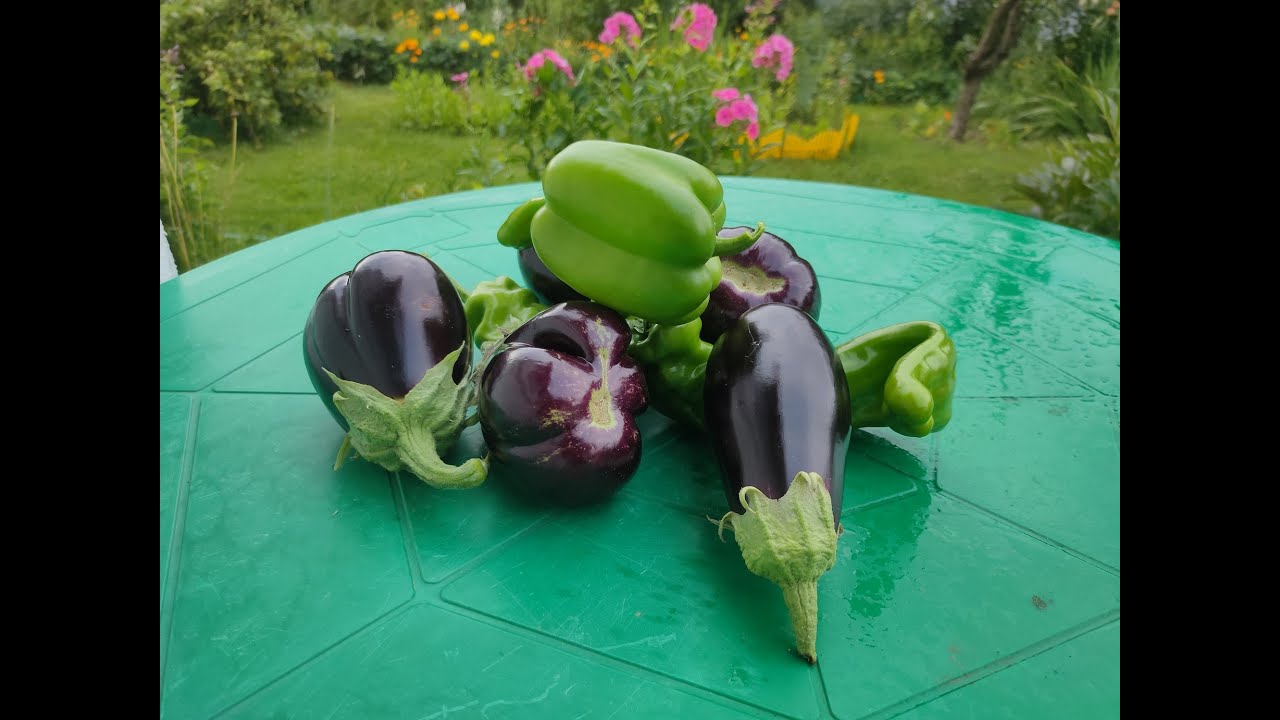 85. Супер БАКЛАЖАН. Самый урожайный, вкусный, красивый.